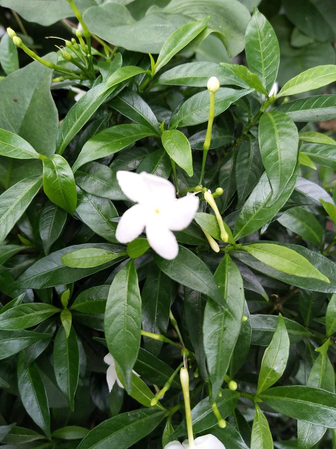 Paling Populer 28+ Bunga Melati Putih Melambangkan ...