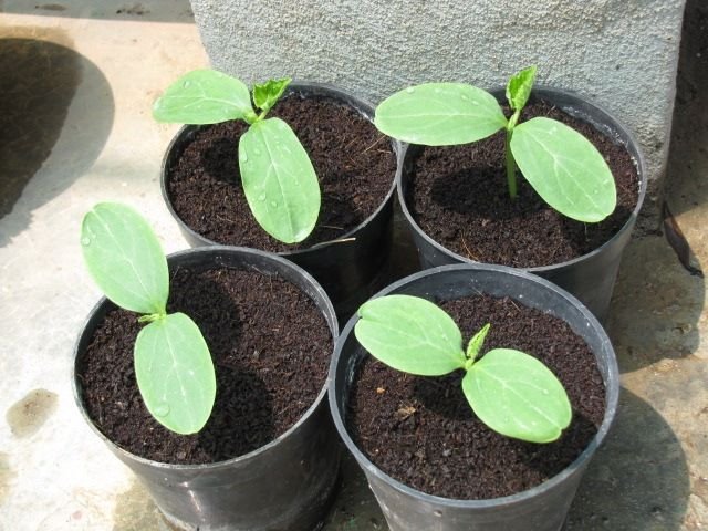 cucumber seedlings.jpg