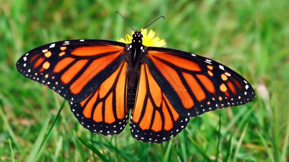 A Monarch butterfly