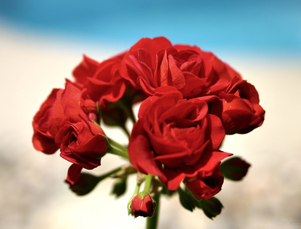 Geranium Close Up