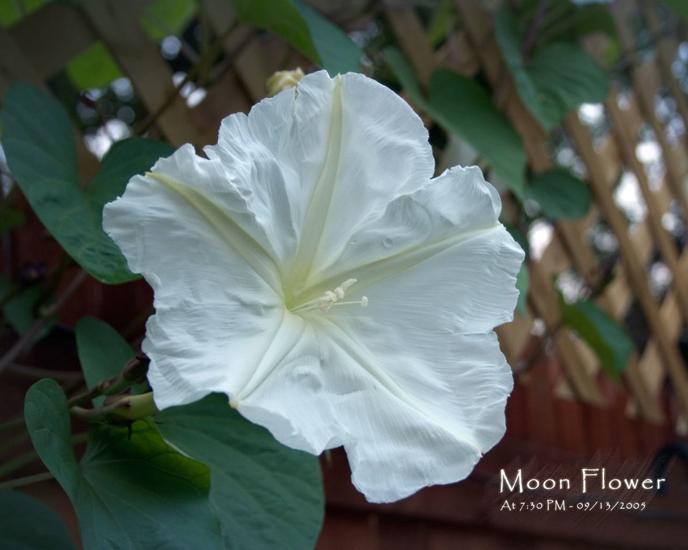 Moon Flower