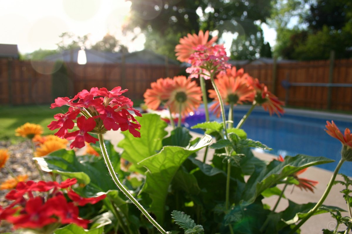 Sunset Assortment