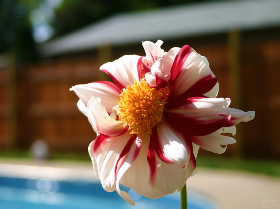 Fire and Ice Dahlia