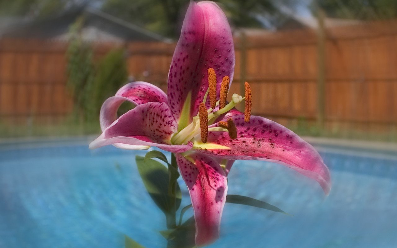 Star Gazer Lily