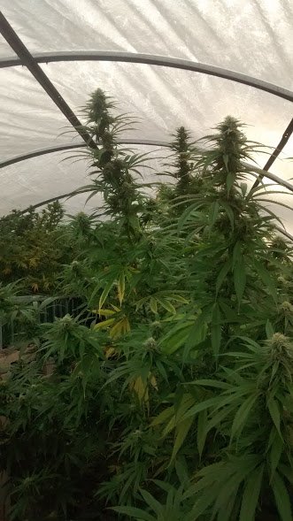 cannabis greenhouse plants.jpg