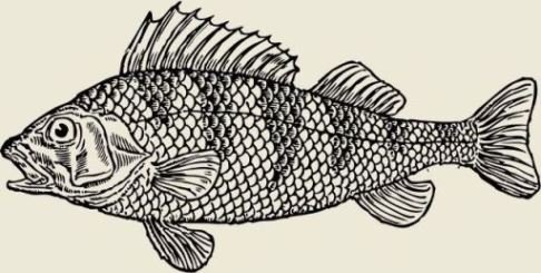 Featured image of post How To Draw Fish Scales You may have been trying to figure out how to draw a fish and feel a little puzzled
