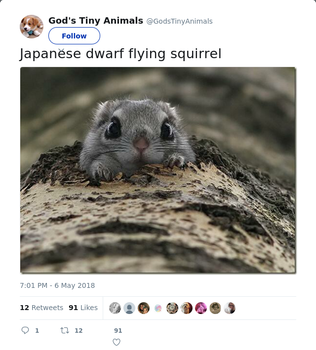 Rt Godstinyanimals Japanese Dwarf Flying Squirrel Steemit