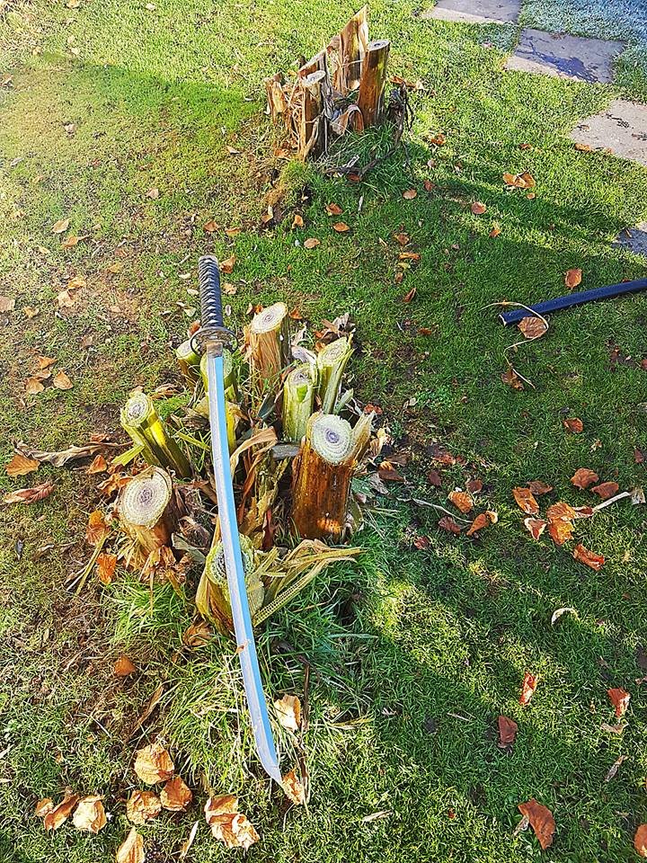 So bringe ich meine Bananenbäume im Garten durch den Winter in