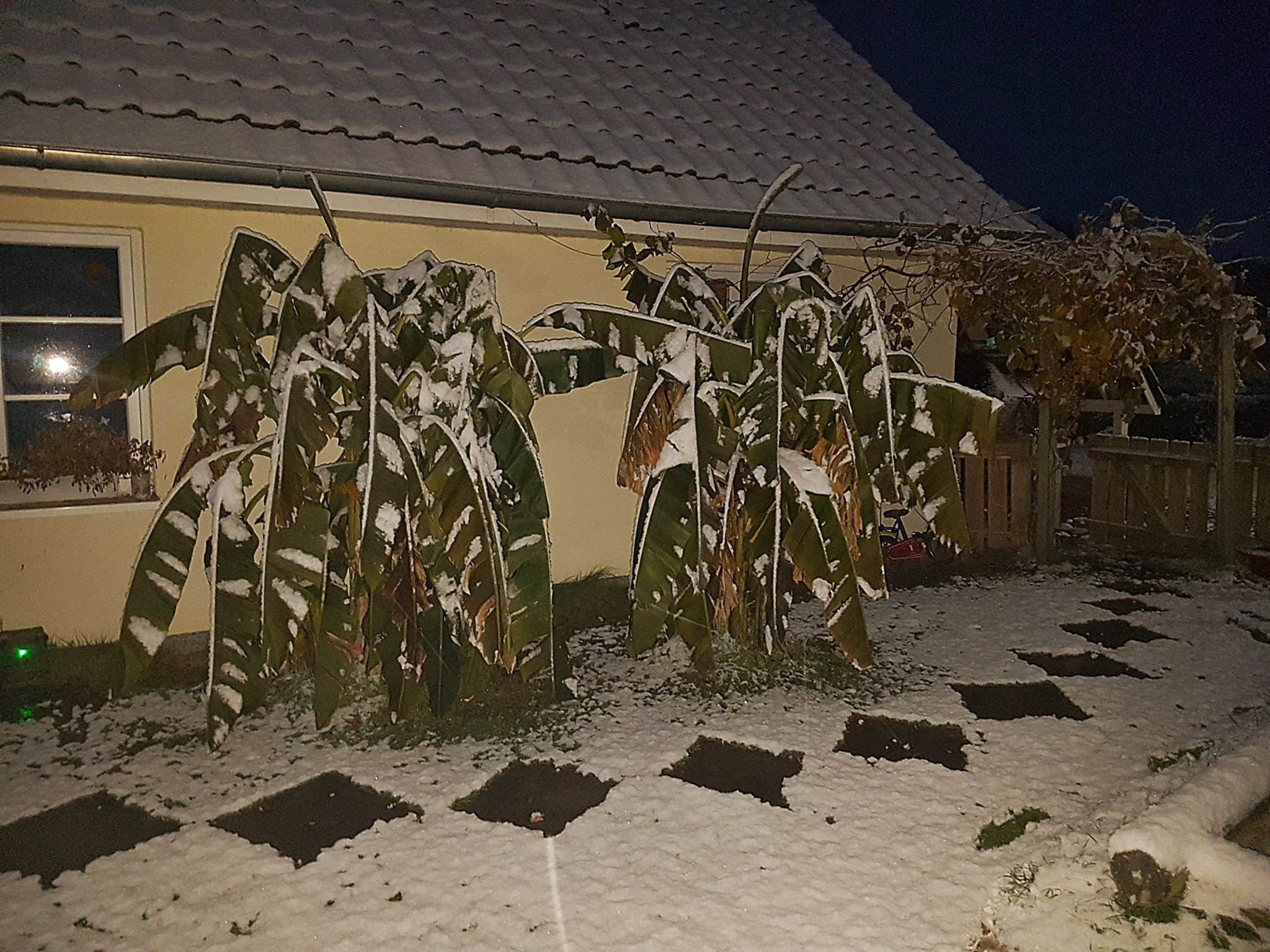 So bringe ich meine Bananenbäume im Garten durch den Winter in