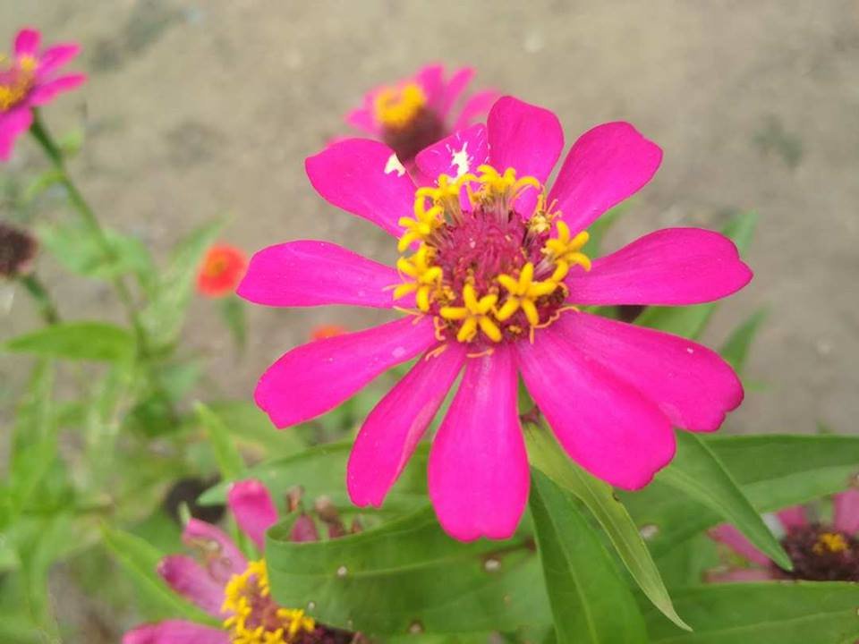 classification of dahlia flowers and their benefits steemit