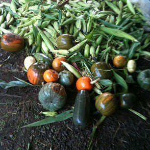 photo of harvest