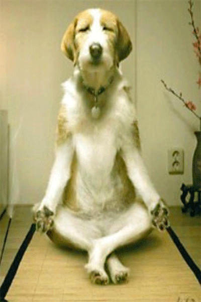 This is either some awesome Photoshop work, or this dog has mastered the  art of meditation perfectly. — Steemit
