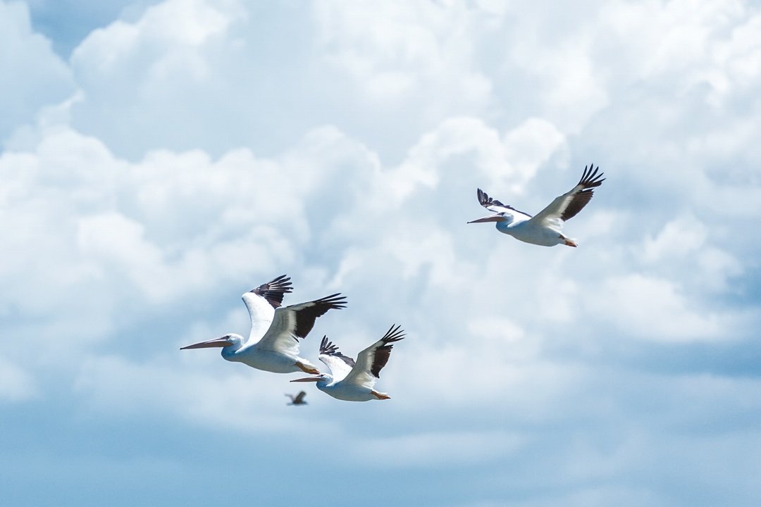 Pelican Flight