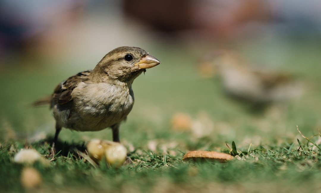 Angry Birds? No, Angry People.