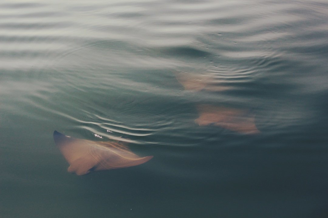 Stingray