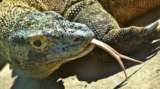 45+ Komodo Dragon Teeth Pictures - Teeth Walls Collection For Everyone