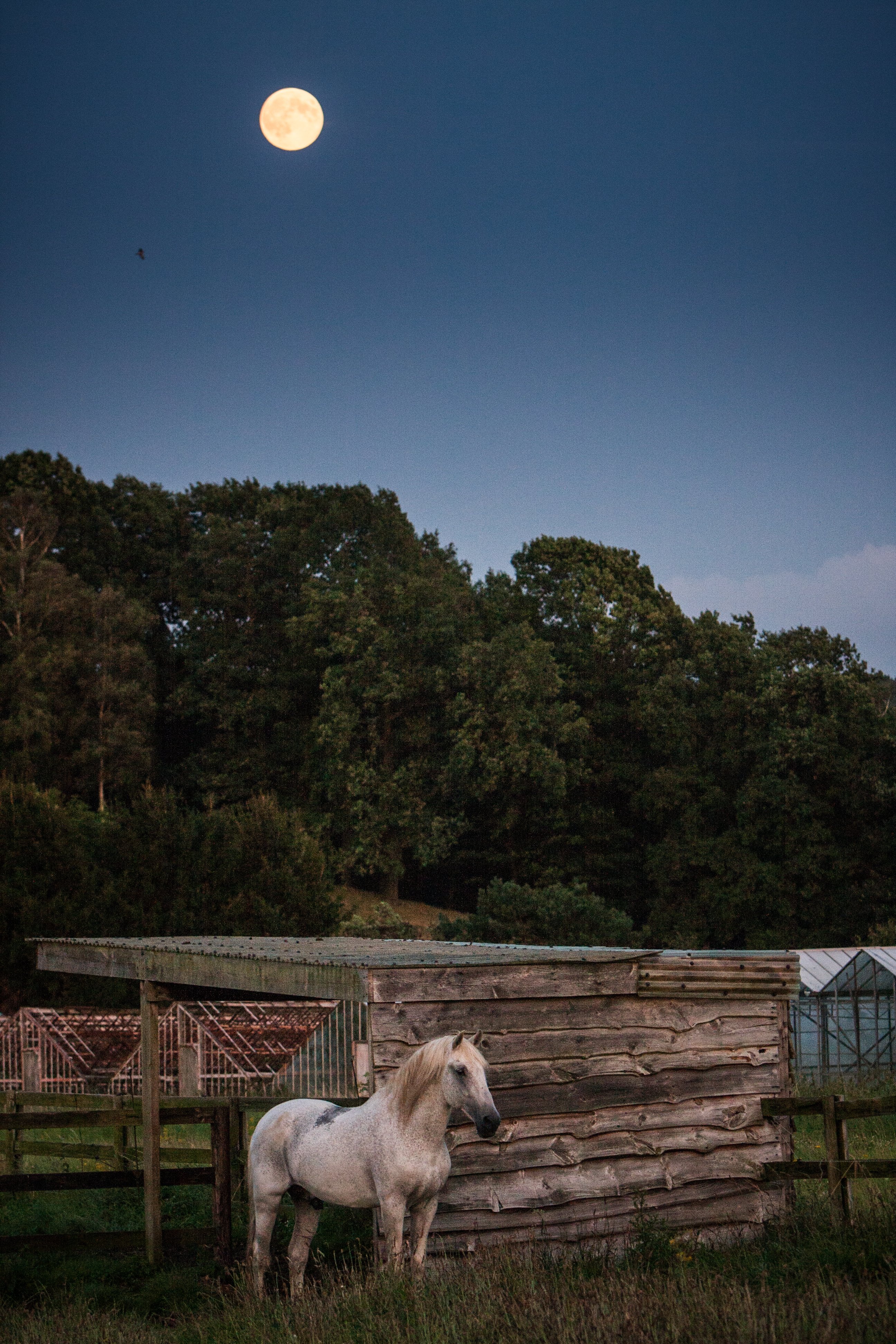 supermoon-aug2014-8931135a9.jpg