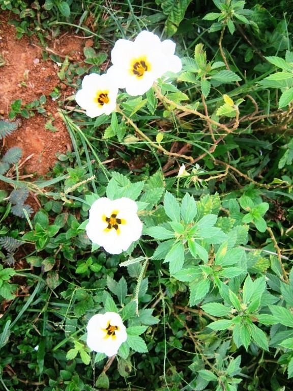 12+ Gambar Bunga Pukul 8 - Galeri Bunga HD