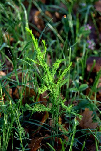 Asparagus Prostratus Worldwildflora Steemit