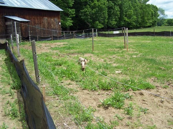 Piggies - turnout, barrier, piggy dripper1 crop May 2012.jpg