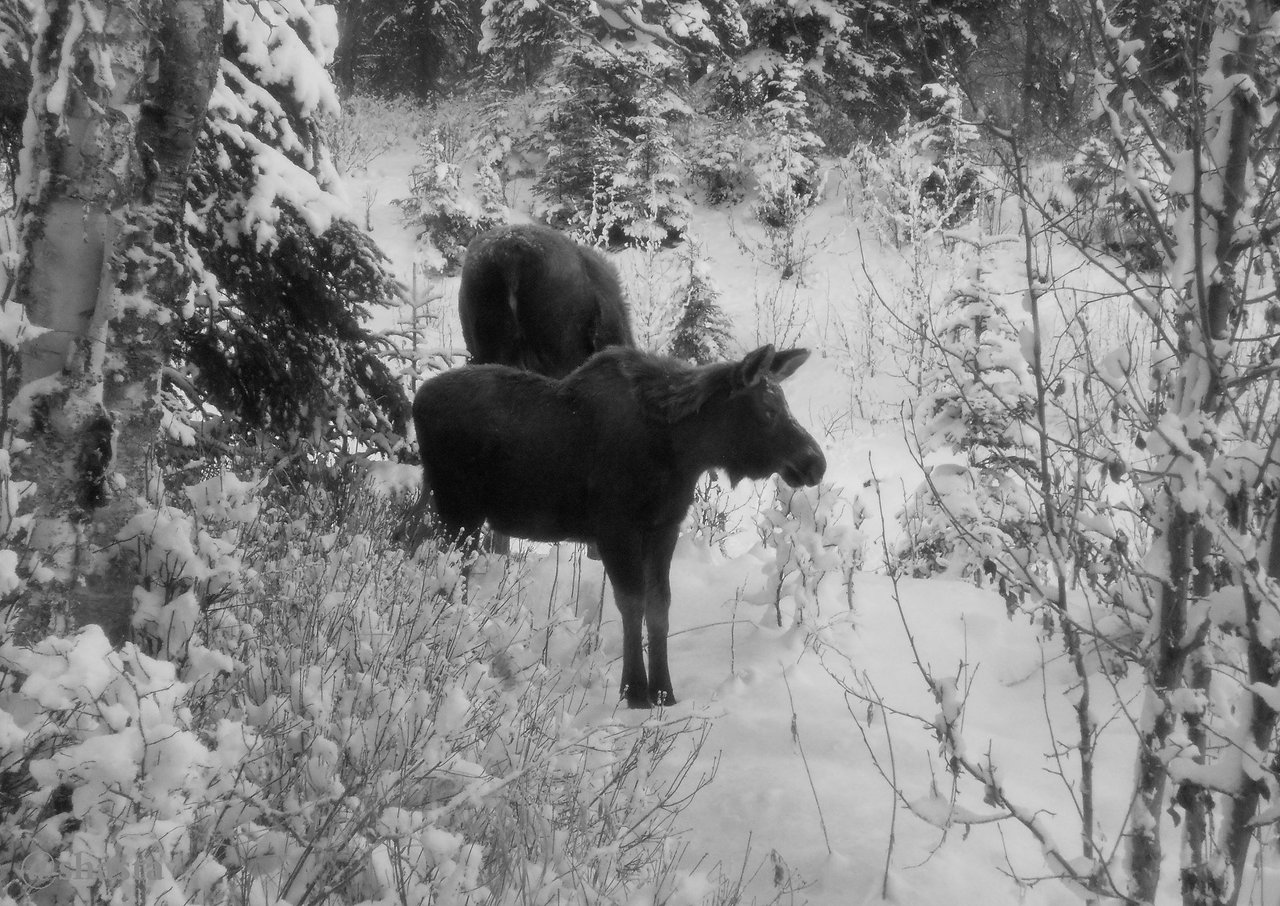 shasta2017dec17th47moosemonday1blkwht1io.jpg