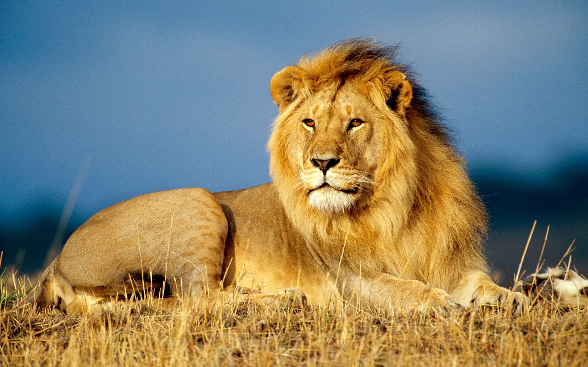 african_lion_king-wide_1.jpg