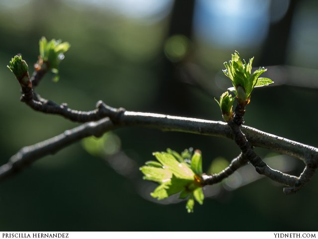 spring leaves - by Priscilla Hernandez (yidneth.com).jpg