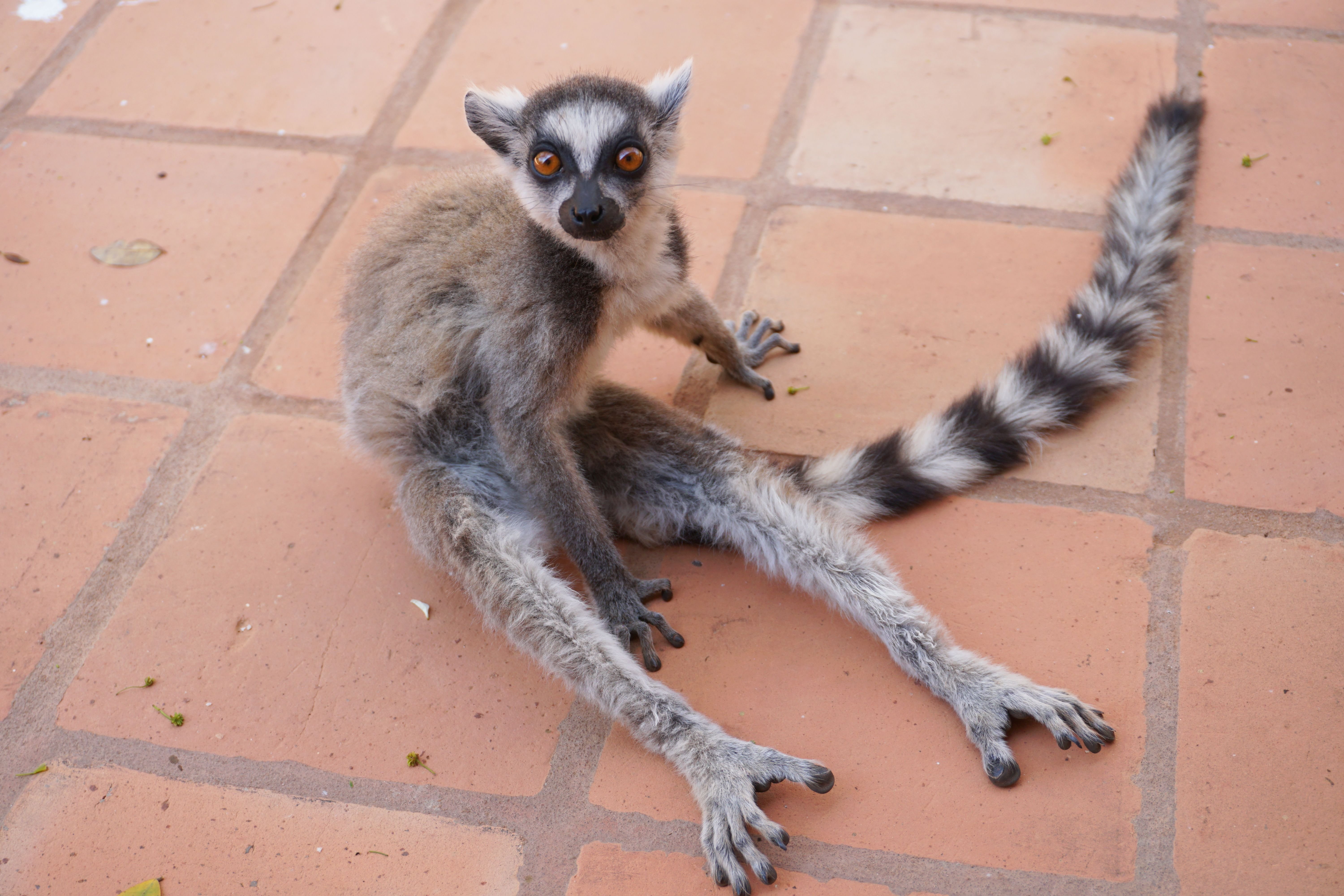 DSC01434- lemur friend.jpg