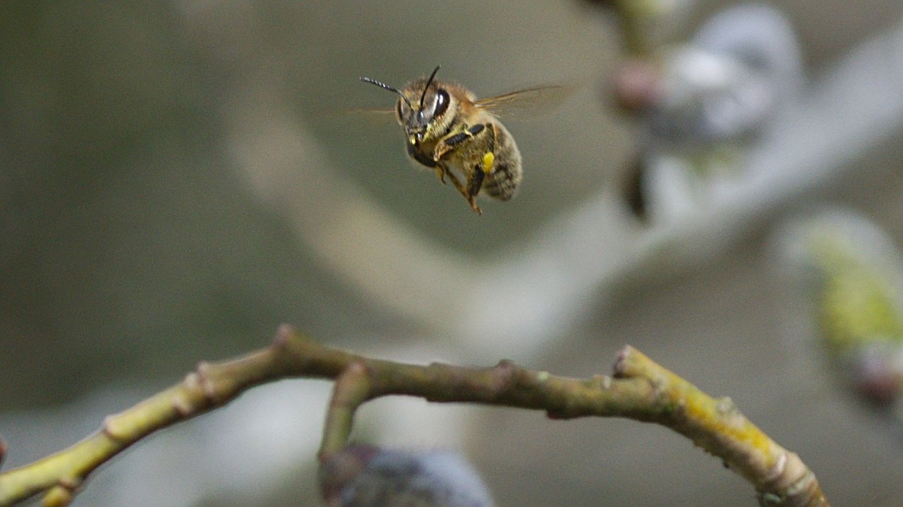 Biene front flug.jpg