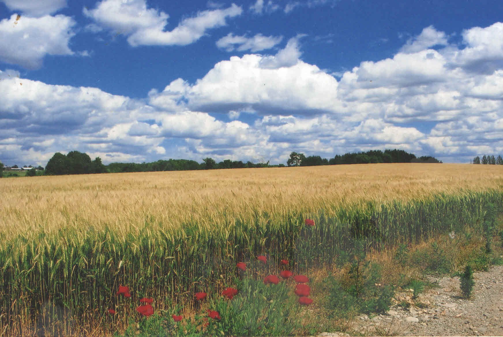 wheat-photo-back-of-buchanan-farm-a-old-photo.jpg