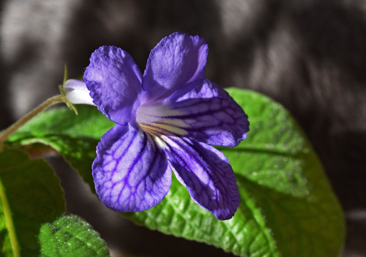 Streptocarpus blue with yellow  3.jpg