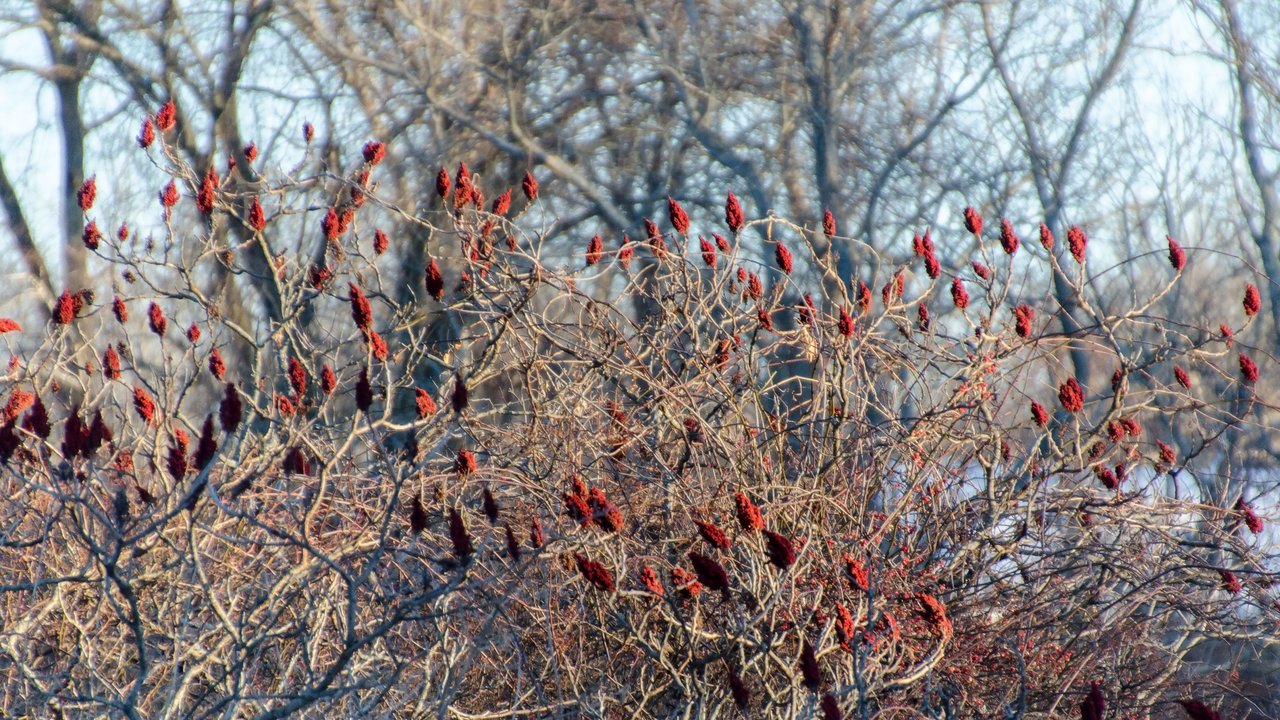 Meadow Reds.jpg