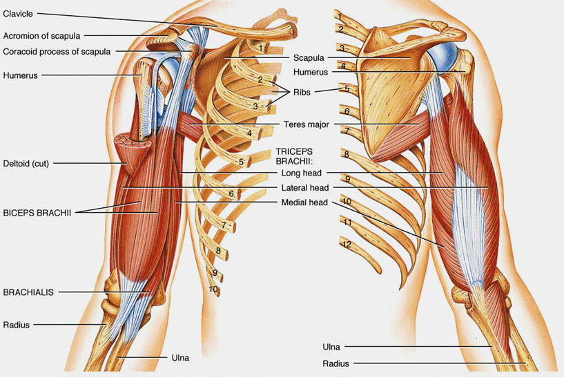 personal training Anterior and posterior muscles of the upper arm.gif