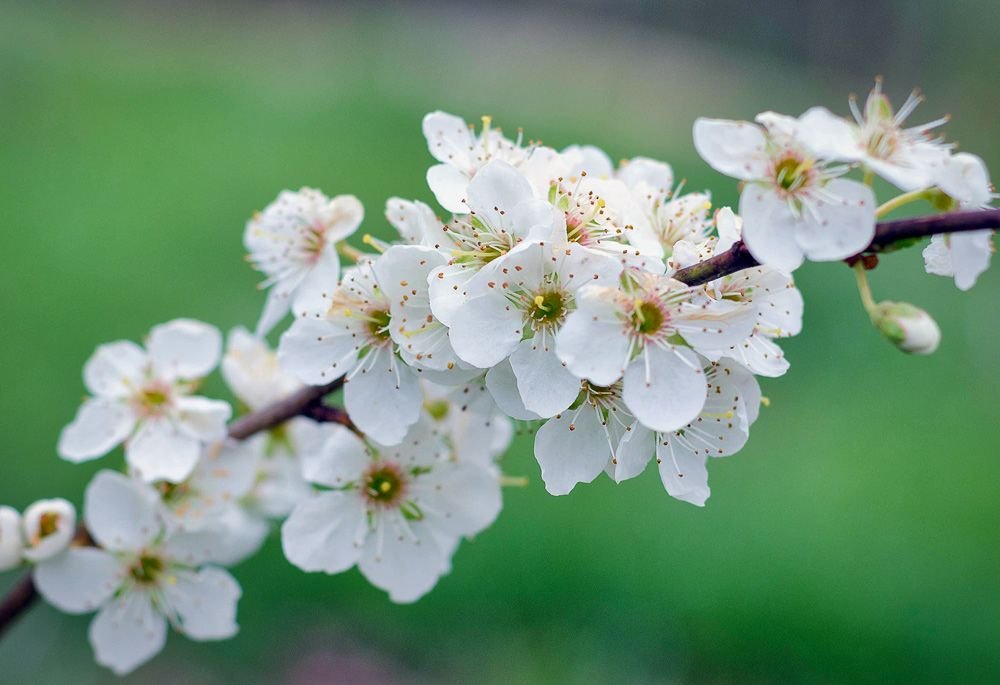 fruit-tree-blossom.jpg