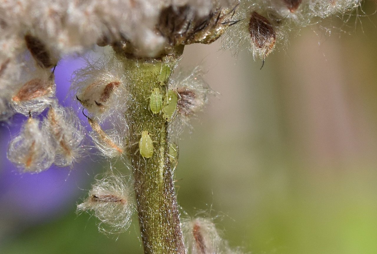 aphids macro.jpg