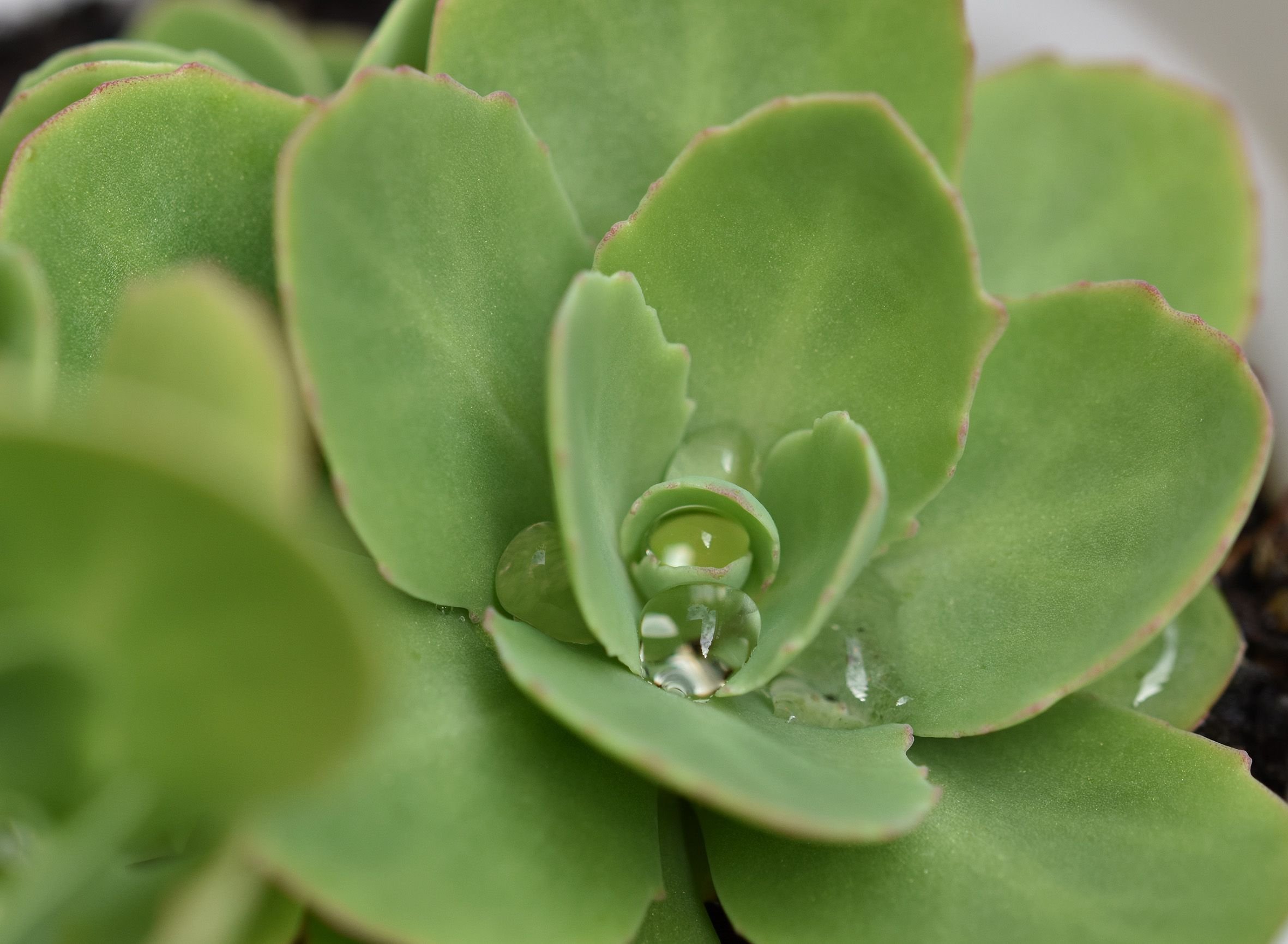 sedum young plant 1.jpg