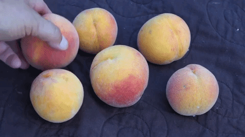 x curlfree peaches 3.gif