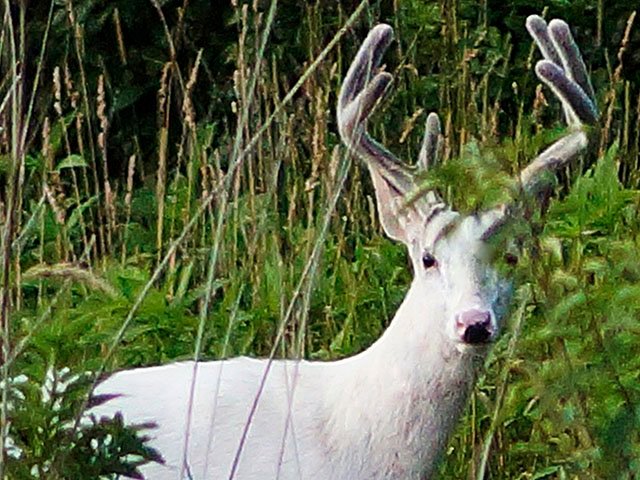 News-White-Deer-TEASER-crMikeRichard-12152016.jpg