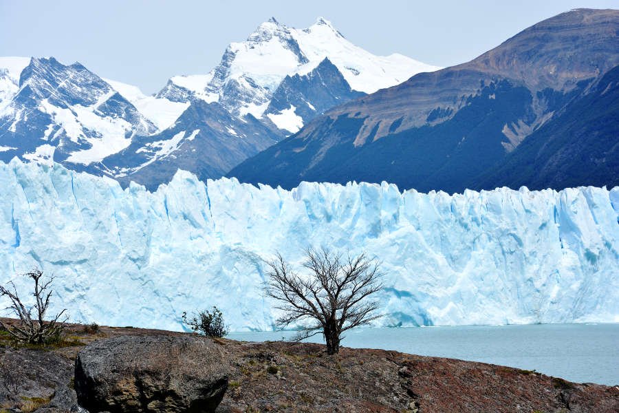 perito-moreno-tree.jpg