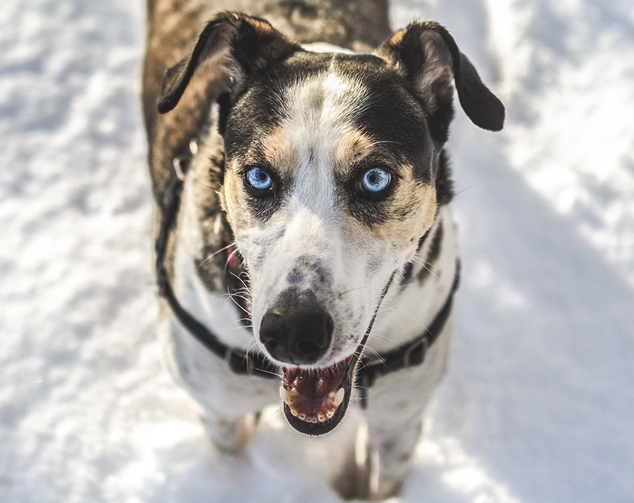 murphydog donates to TARC charity, winter portrait snow dog