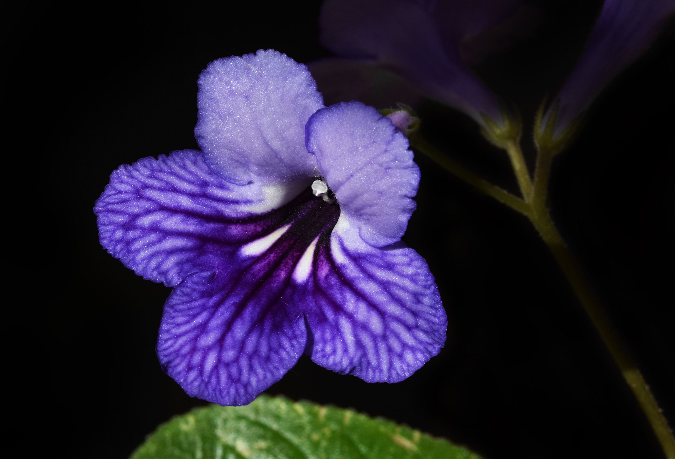 Streptocarpus navy blue 1.jpg