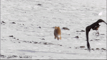 unnamed (2).gif