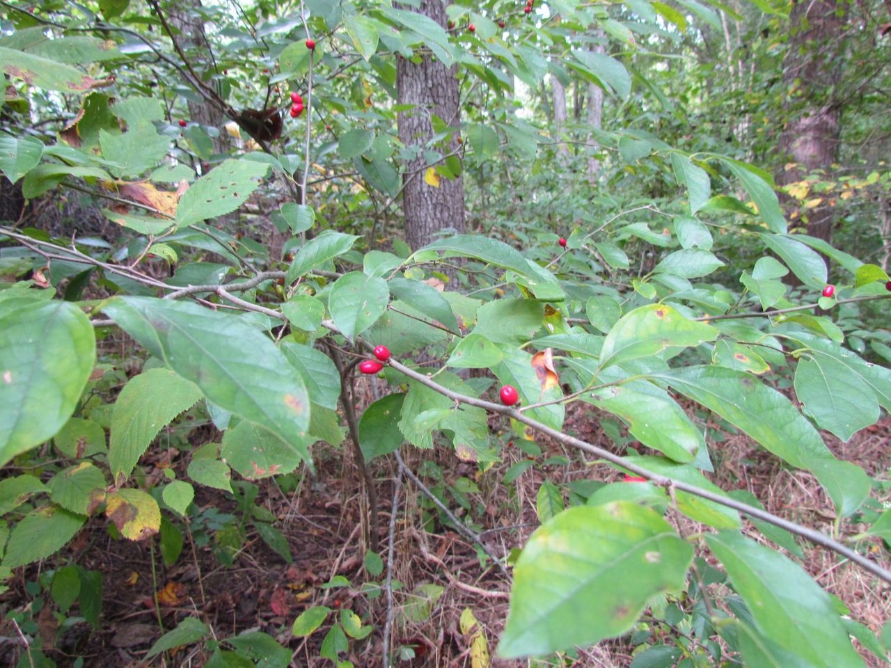 20141007 Kitties, goats and autumn 004 - Spice Bush and ripe berries.jpg