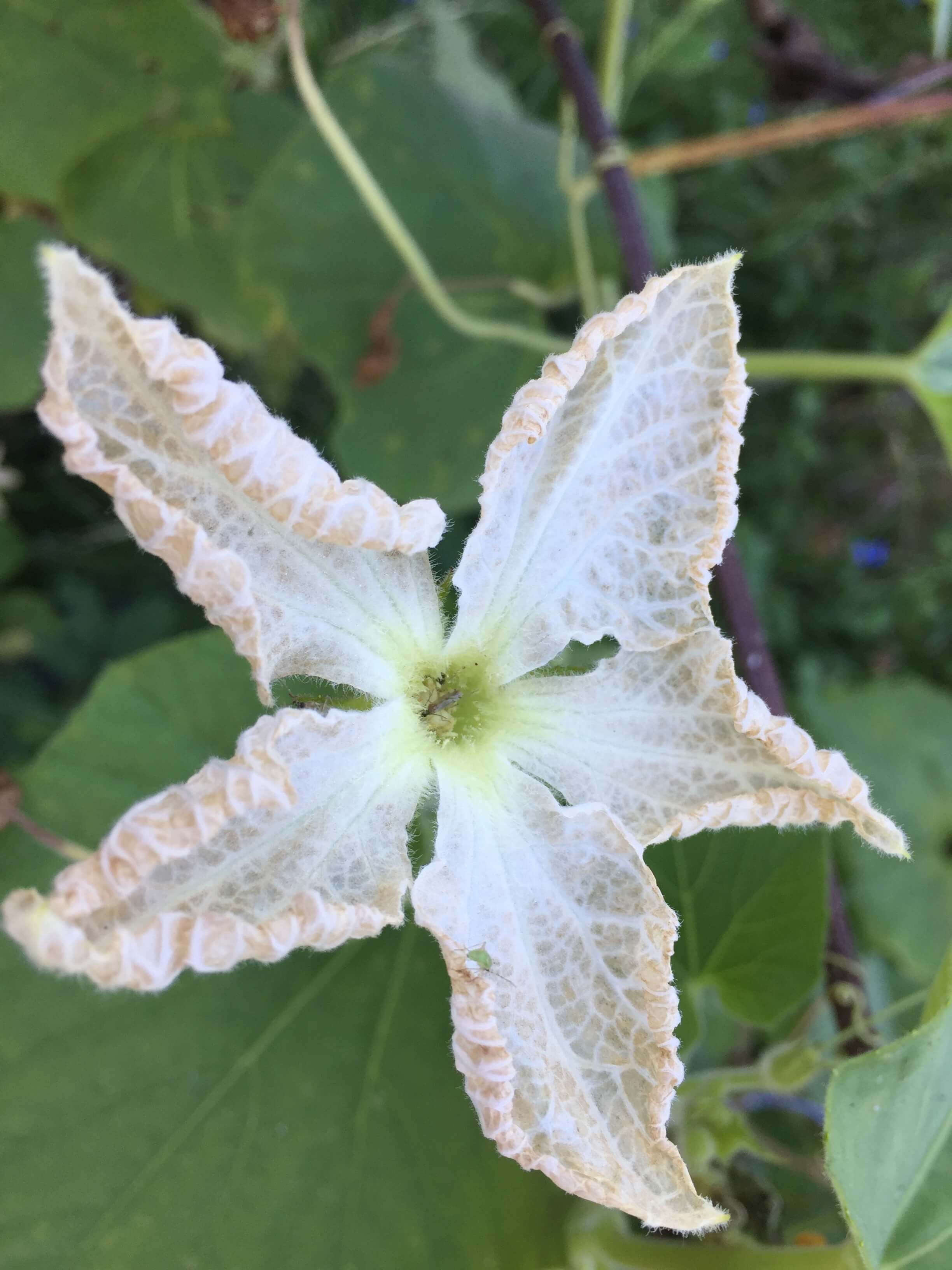 squash_flower.JPG