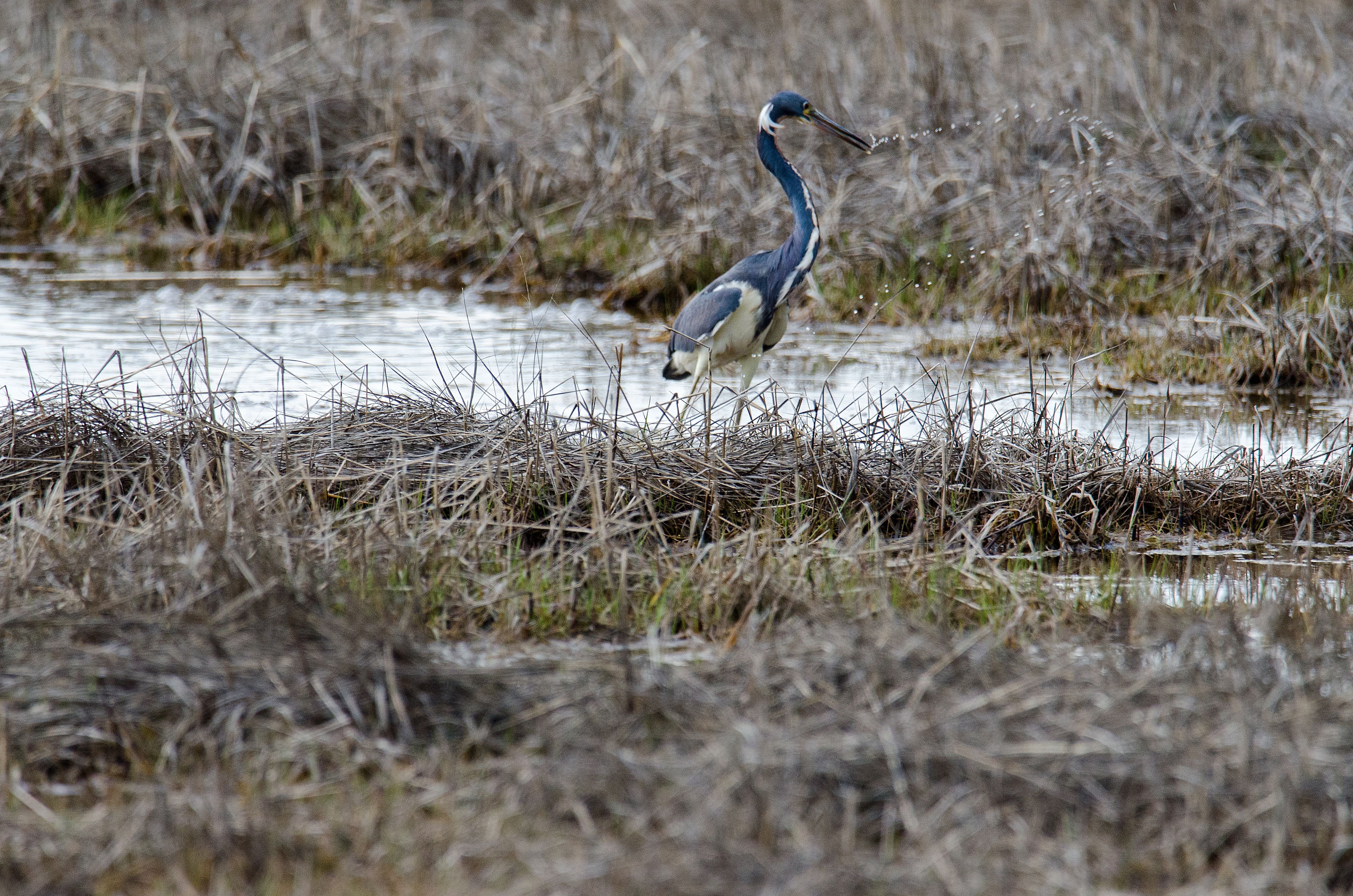 TriColoured Heron.jpg