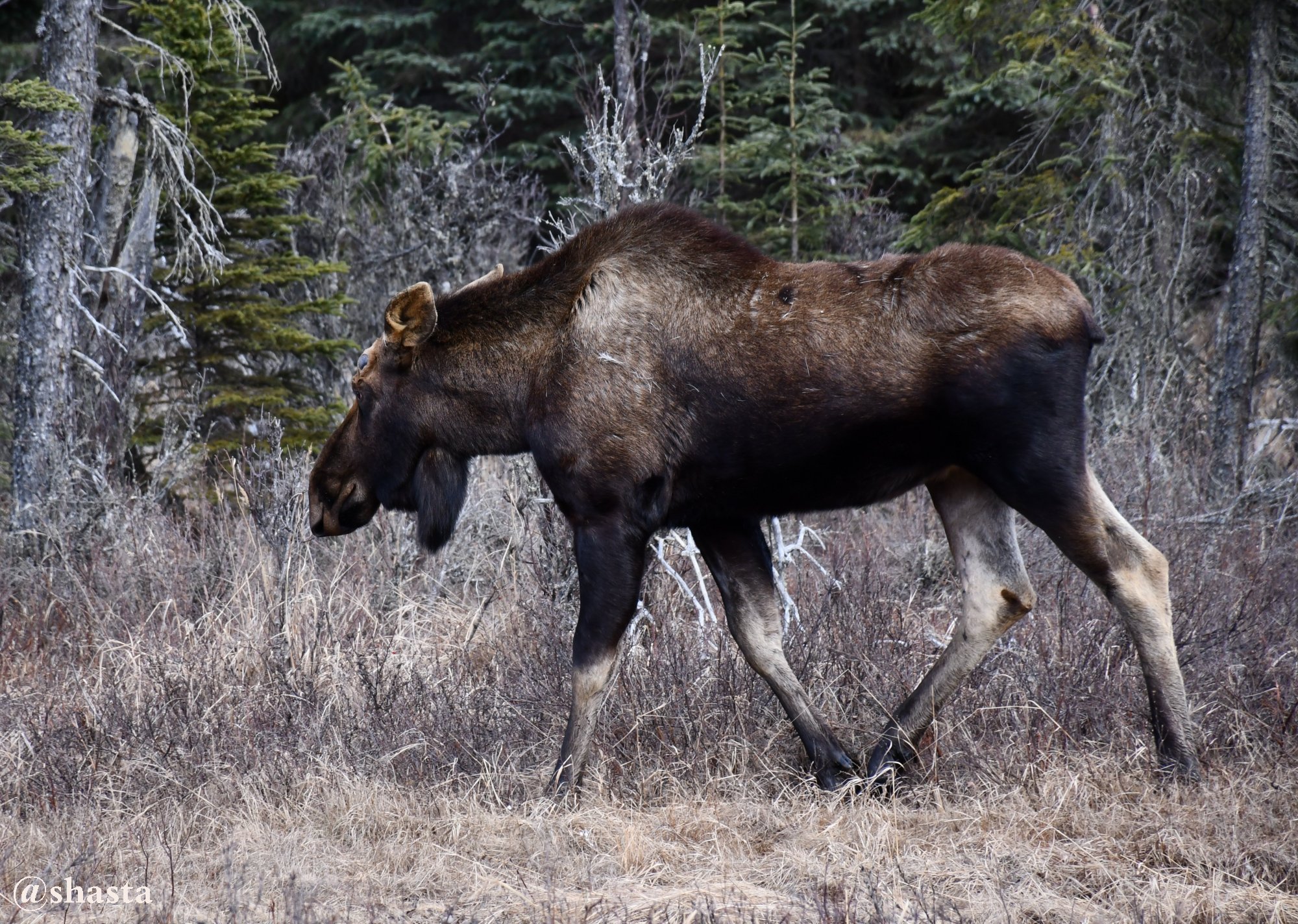 shasta2018april22nd47moosemonday7io.jpg