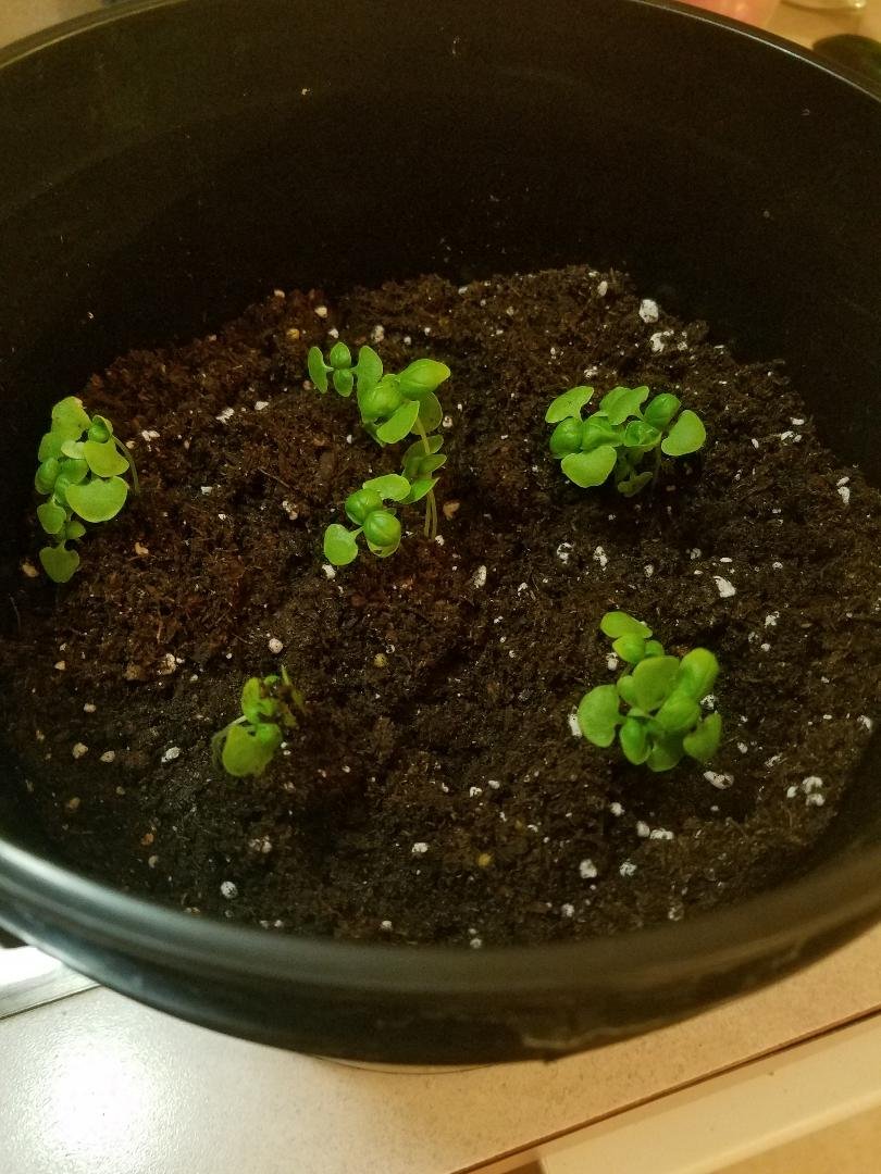 basil transplant.jpg