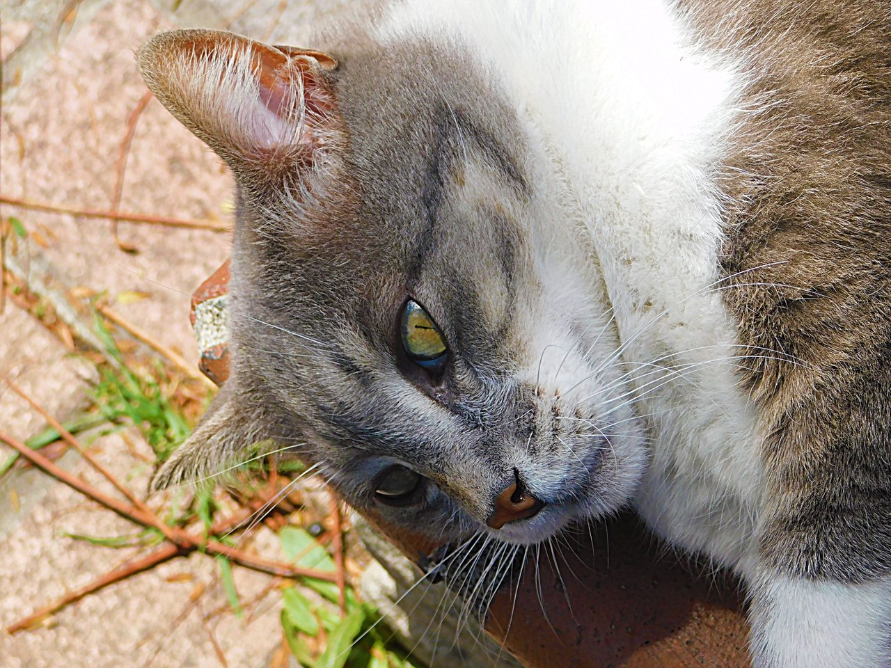 dailypetphotography, monster, pet, adsactly, jeronimo rubio, all rights reserved 2018, life, love, pets (415).JPG