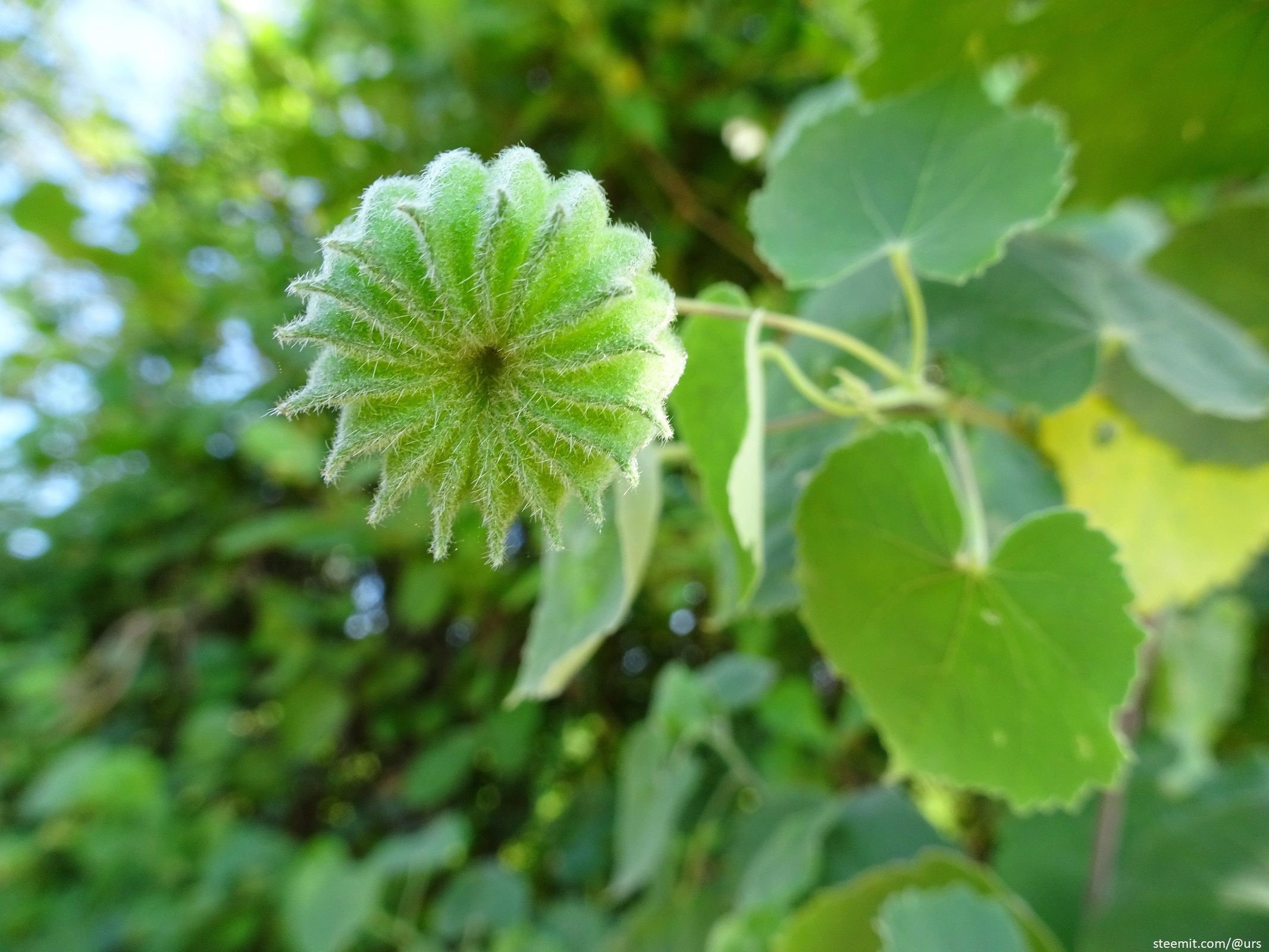 awesome seed.jpg