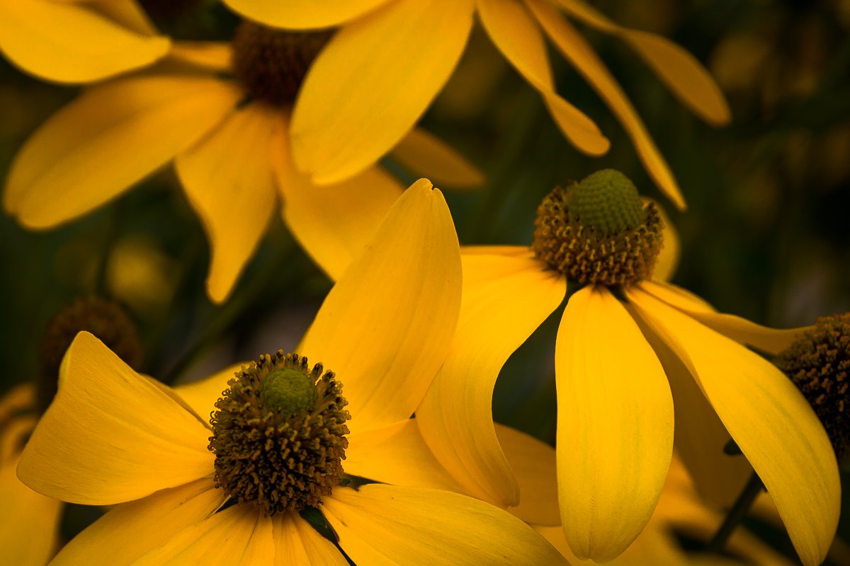 flowers yellow 12.jpg